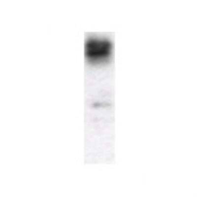 Western Blot: gp130/CD130 Antibody [20480002] - Affinity purified SEQer IL6ST antibody, aa(254-353) antibody. The lanes contain 5-30ug of a whole cell extract.  Final concentration of antibodies = 0.1ug/ml (1:10,000 dilution). The blot was probed overnight with the SEQer IL6ST antibody, aa(254-353) antibody.  Blot was then washed according to protocol and probed with goat-anti-Rabbit-HRP conjugate at 1:5000 dilution, washed and developed using chemiluminescence (film exposure 5-30sec).  The protein was detected as represented by the band shown.