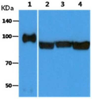 Western Blot: gp96/HSP90B1/GRP94 Antibody (94B9) [NBP2-59391] - Lane 1: Recombinant Human GRP94, Lane 2: HeLa cell lysates, Lane 3: Jurkat cell lysates, Lane 4: HepG2 cell lysates