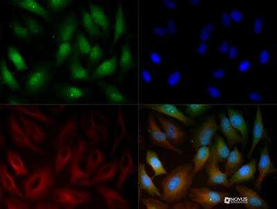 Immunocytochemistry/Immunofluorescence: gp96/HSP90B1/GRP94 Antibody [NBP2-24698] - GPR94 antibody was tested in HeLa cells with DyLight 488 (green). Nuclei and alpha-tubulin were counterstained with DAPI (blue) and Dylight 550 (red).