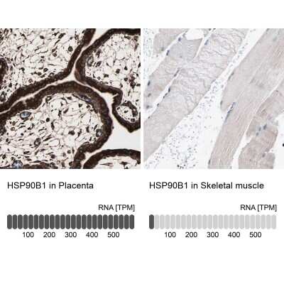 Immunohistochemistry-Paraffin: gp96/HSP90B1/GRP94 Antibody [NBP1-81803] - Analysis in human placenta and skeletal muscle tissues. Corresponding gp96/HSP90B1/GRP94 RNA-seq data are presented for the same tissues.