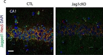 Immunocytochemistry/ Immunofluorescence: Jagged 1 Antibody (1E12) [H00000182-M01A] - Jagged1 regulates learning-dependent Notch induction & is enriched presynaptically. Fluorescent double-labeling shows the expression of Notch1 (red) following spatial exploration in CTLs & Jagged1cKO (A). Jagged1 labeling (green) is used to validate the absence of Jagged1 in the Jagged1cKO (Jag1cKOs) (A,C). Diagram summarizing the Notch1 fluorescence intensities distribution in randomly picked 69 & 71 CA1 neurons in CTLs & Jagged1cKOs, respectively (p < 0.001) (B). Double immunofluorescence of the Notch1 transcriptional target, Hes5, in CTLs & JaggedcKOs following spatial exploration (C). Diagram summarizing the Hes5 fluorescence intensity distribution in randomly picked 64 & 70 CA1 neurons in CTL & Jagged1cKO, respectively (p < 0.001) (D). Representatives gold Immuno-electron microscopy panels from three WT mice show that Jagged1 particles are localized in presynaptic terminals, bound to presynaptic vesicles (Pre) (E–E‴). Immunogold particles are also apparent at the Postsynaptic density (Post) (E,E″,E‴). Box Plot summarizing the particle counts in presynaptic & postsynaptic terminal areas drawn on Immunoelectromicroscopy micrograph for Jagged1 indicates that the presynapse is enriched with Jag1 particles as compared to the postsynaptic terminal (p < 0.001) (F). Scale bars are: 20 μm in (A), 10 μm in (C), 400 nm in (E–E‴). AU, arbitrary units; Pre, presynaptic; Post, postsynaptic; & Ax, axon. Image collected & cropped by CiteAb from the following publication (//journal.frontiersin.org/article/10.3389/fncel.2017.00220/full), licensed under a CC-BY license. Not internally tested by Novus Biologicals.