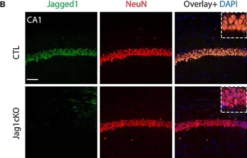 Immunocytochemistry/ Immunofluorescence: Jagged 1 Antibody (1E12) [H00000182-M01A] - Targeted loss of Jagged1 in adult mouse neurons causes a spatial memory deficit. A schematic representation of the Jagged1 floxed allele used to generate the mice with TAM-inducible loss of Jagged1 gene (A). Representative immunofluorescence images of single confocal z-plane showing a near complete loss of Jagged1 protein (green) from hippocampal pyramidal neurons labeled by NeuN (red) of Jagged1cKO mice (B). Representative images from immunoblots showing the expression of Jagged1, DNER in Jagged1cKO mice & control mice (C). GAPDH is used as a loading control. Bar graph showing the quantitation of optical densities of Jagged1 & DNER bands in CTLs & Jagged1cKO mice (D). A graphic showing the behavioral arena for Y-maze spontaneous alternation test (E). Jagged1cKO mice show a significant deficit in hippocampus dependent working memory in the Y-maze spontaneous alternation test (F). A diagram showing the experimental arena for the hidden arm version of the Y-maze (G). Jagged1cKO mice show a significant reduction in the time spent in the hidden arm, suggesting a spatial memory defect (H). A schematic showing the experimental setup for the Novel Object Displacement test (I). Jagged1cKO mice exhibit a statistical significant reduction in discrimination index, a measure of spatial memory defect (J). Scale bar in (B) is 50 μm. Graphs are represented as mean ± SEM, *p < 0.05, **p < 0.01, & ***p < 0.001. Image collected & cropped by CiteAb from the following publication (//journal.frontiersin.org/article/10.3389/fncel.2017.00220/full), licensed under a CC-BY license. Not internally tested by Novus Biologicals.