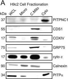 Western Blot: CDS1 Antibody (2D10) [H00001040-M01] - Localisation of CDS1 immunoreactivity & CDS activity to mitochondria.[A, B] Differentiated H9c2 cells fractionated & analysed for [A] CDS1 immunoreactivity by Western blot; [B] CDS activity. [C-E] Rat heart fractionated & analysed for [C] CDS1 immunoreactivity & markers, [D] CDS1 immunoreactivity (entire Western blot shown) & [E] CDS activity. [F–H] Rat heart fractionated in the presence of the protease, subtilisin & analysed for [F] CDS1 immunoreactivity by western blot, [G] CDS activity & [H] PI synthase (PIS) activity. CDS & PIS activity was monitored in triplicate & error bars denote ± S.E.M. COXIV, GRP75 & cyto c are markers for mitochondria, PITPNC1 & PITP alpha  are cytosolic markers & calnexin is a marker for the ER. WCL, whole cell lysate; Micro, microsomes; C.Mito, crude mitochondria; Cyto, cytosol; P.Mito, pure mitochondria, MAMs, mitochondrial associated membranes; PIS, PI synthase; CDS, CDP-diacylglycerol synthase. Image collected & cropped by CiteAb from the following publication (//pubmed.ncbi.nlm.nih.gov/29253589), licensed under a CC-BY license. Not internally tested by Novus Biologicals.