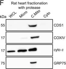 Western Blot: CDS1 Antibody (2D10) [H00001040-M01] - Localisation of CDS1 immunoreactivity & CDS activity to mitochondria.[A, B] Differentiated H9c2 cells fractionated & analysed for [A] CDS1 immunoreactivity by Western blot; [B] CDS activity. [C-E] Rat heart fractionated & analysed for [C] CDS1 immunoreactivity & markers, [D] CDS1 immunoreactivity (entire Western blot shown) & [E] CDS activity. [F–H] Rat heart fractionated in the presence of the protease, subtilisin & analysed for [F] CDS1 immunoreactivity by western blot, [G] CDS activity & [H] PI synthase (PIS) activity. CDS & PIS activity was monitored in triplicate & error bars denote ± S.E.M. COXIV, GRP75 & cyto c are markers for mitochondria, PITPNC1 & PITP alpha  are cytosolic markers & calnexin is a marker for the ER. WCL, whole cell lysate; Micro, microsomes; C.Mito, crude mitochondria; Cyto, cytosol; P.Mito, pure mitochondria, MAMs, mitochondrial associated membranes; PIS, PI synthase; CDS, CDP-diacylglycerol synthase. Image collected & cropped by CiteAb from the following publication (//pubmed.ncbi.nlm.nih.gov/29253589), licensed under a CC-BY license. Not internally tested by Novus Biologicals.