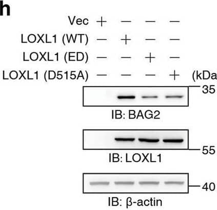 Western Blot LOXL1 Antibody - Azide and BSA Free