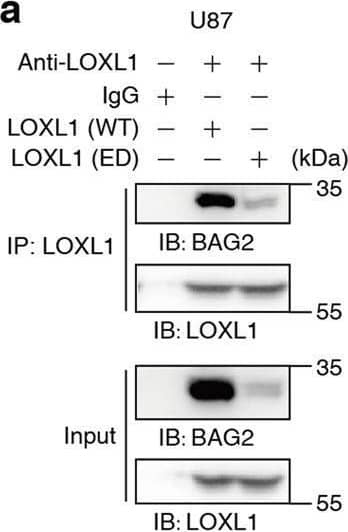 LOXL1 regulates BAG2 stability through both its enzymatic activity and direct interaction with BAG2.a, b BAG2 protein levels were increased by LOXL1. U87 cells were transiently transfected with plasmids overexpressing wild type (WT) or ED mutant LOXL1, and Vec was used as a negative control. CHX (cycloheximide, 1 μM) was used to treat cells over time (b). c GST-LOXL1, including full length (FL), 1 to 363 AAs (1-363) and 364 to the end AAs (364-END), was incubated with His-BAG2. d His-BAG2, including full length (FL), 1 to 108 AAs (1-108) and 109 to the end AAs (109-END), was incubated with GST-LOXL1. e Molecular simulations were performed to find the potential sites required for interacting with the BAG domain of BAG2. Then, measurement of LOXL1 enzymatic activity was performed. f D515A mutation reduced the direct interaction between LOXL1 and BAG2. GST-LOXL1 (including WT, N513A and D515A) was incubated with His-BAG2. g The interaction diagram of LOXL1-D515 with BAG2-K186. h U87 cells were transiently transfected with plasmids overexpressing WT, ED or D515A mutant LOXL1. i Endogenous BAG2 was determined with a specific antibody when LOXL1 D515 was mutated into A515. j The reduced interaction between LOXL1 and BAG2 decreased the ability of glioma cells to resist apoptosis. Image collected and cropped by CiteAb from the following open publication (//pubmed.ncbi.nlm.nih.gov/32424143), licensed under a CC-BY license. Not internally tested by Novus Biologicals.