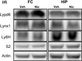 Western Blot: Ly-6H Antibody (3E10) [H00004062-M01] - Short‐term nicotine exposure does not alter Lypd6, Lynx1, or Ly6H levels in the brain. Lypd6, Lynx1, Ly6H, &  beta 2 nAChR subunit protein levels were analyzed in (a) frontal cortex (FC) & hippocampal (HIP) tissue from rats administered nicotine (0.4 mg/kg s.c., twice daily) or vehicle (0.9% saline) for 7 days from day 8–14 or (b) 54–60 (n = 8). (c & d) Representative images of western blots summarized in (a) & (b), respectively. Image collected & cropped by CiteAb from the following publication (//pubmed.ncbi.nlm.nih.gov/27344019), licensed under a CC-BY license. Not internally tested by Novus Biologicals.