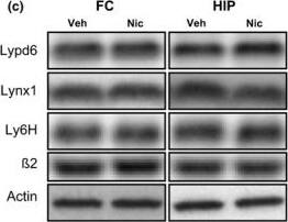 Western Blot: Ly-6H Antibody (3E10) [H00004062-M01] - Short‐term nicotine exposure does not alter Lypd6, Lynx1, or Ly6H levels in the brain. Lypd6, Lynx1, Ly6H, &  beta 2 nAChR subunit protein levels were analyzed in (a) frontal cortex (FC) & hippocampal (HIP) tissue from rats administered nicotine (0.4 mg/kg s.c., twice daily) or vehicle (0.9% saline) for 7 days from day 8–14 or (b) 54–60 (n = 8). (c & d) Representative images of western blots summarized in (a) & (b), respectively. Image collected & cropped by CiteAb from the following publication (//pubmed.ncbi.nlm.nih.gov/27344019), licensed under a CC-BY license. Not internally tested by Novus Biologicals.