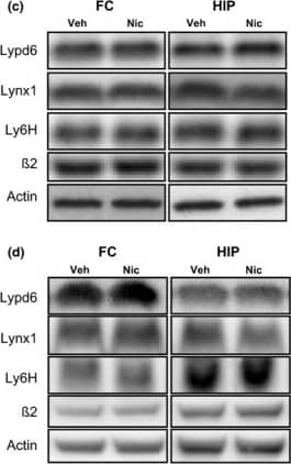 Western Blot: Ly-6H Antibody (3E10) [H00004062-M01] - Short‐term nicotine exposure does not alter Lypd6, Lynx1, or Ly6H levels in the brain. Lypd6, Lynx1, Ly6H, &  beta 2 nAChR subunit protein levels were analyzed in (a) frontal cortex (FC) & hippocampal (HIP) tissue from rats administered nicotine (0.4 mg/kg s.c., twice daily) or vehicle (0.9% saline) for 7 days from day 8–14 or (b) 54–60 (n = 8). (c & d) Representative images of western blots summarized in (a) & (b), respectively. Image collected & cropped by CiteAb from the following publication (//pubmed.ncbi.nlm.nih.gov/27344019), licensed under a CC-BY license. Not internally tested by Novus Biologicals.