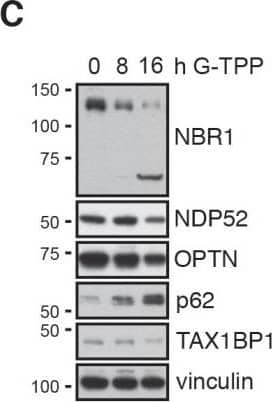 Western Blot: NBR1 Antibody (6B11) [H00004077-M01] - G-TPP activity is conserved in primary fibroblasts(A, C) Fibroblasts were treated with 15 µM G-TPP for the indicated time points. Cells were harvested & western blots were probed with antibodies against (A) PINK1, pS65-Ub & total Ub or (C) autophagy adapter proteins. GAPDH & Vinculin served as loading control. G-TPP treatment led to PINK1 stabilization & pS65-Ub induction in primary skin fibroblasts. p62 levels were induced upon G-TPP treatment, while other adapters seemed decreased. (B, D) Human fibroblasts were treated with 15 µM G-TPP for 16 h & fixed & stained with antibodies against (B) pS65-Ub (green) or (D) the autophagy adapters NBR1, NDP52, p62, OPTN & TAX1BP1 (green). Mitochondria were stained with antibodies against TOM20 (red), nuclei were visualized with Hoechst (blue). Scale bars indicate 10 µM. A magnified image of the boxed region, the fluorescence profile along the arrow & the Pearson’s correlation coefficient of adapter protein & mitochondrial stainingare shown to the right. Shown is the mean ± SEM of at least five randomly selected images (unpaired, two-sided t-test, ***p < 0.0005). Image collected & cropped by CiteAb from the following publication (//www.oncotarget.com/lookup/doi/10.18632/oncotarget.22287), licensed under a CC-BY license. Not internally tested by Novus Biologicals.