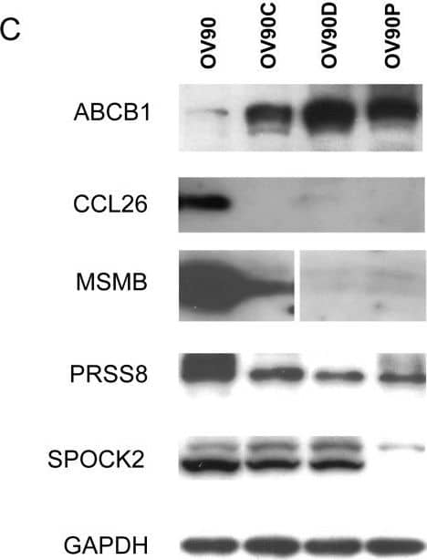 Western Blot: PSP94/MSMB Antibody (3B11) [H00004477-M08] - Validation of selected differentially expressed genes. A. RT-PCR analysis of genes elevated in drug resistant cells. The y-axis represents fold up-regulation in the different drug resistant cell lines over the parental OV90 cell line. B. RT-PCR analysis of genes decreased in drug resistant cells. The y-axis represents the fold down-regulation of the different resistant cell lines compared to the parental OV90 cell line. C. Immunoblot analysis of selected gene products identified by microarray & RT-PCR as altered in drug resistant cells. Image collected & cropped by CiteAb from the following publication (//ovarianresearch.biomedcentral.com/articles/10.1186/1757-2215-4-21), licensed under a CC-BY license. Not internally tested by Novus Biologicals.