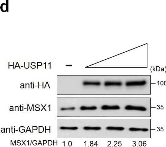 Western Blot MSX1 Antibody (1E2) - Azide and BSA Free