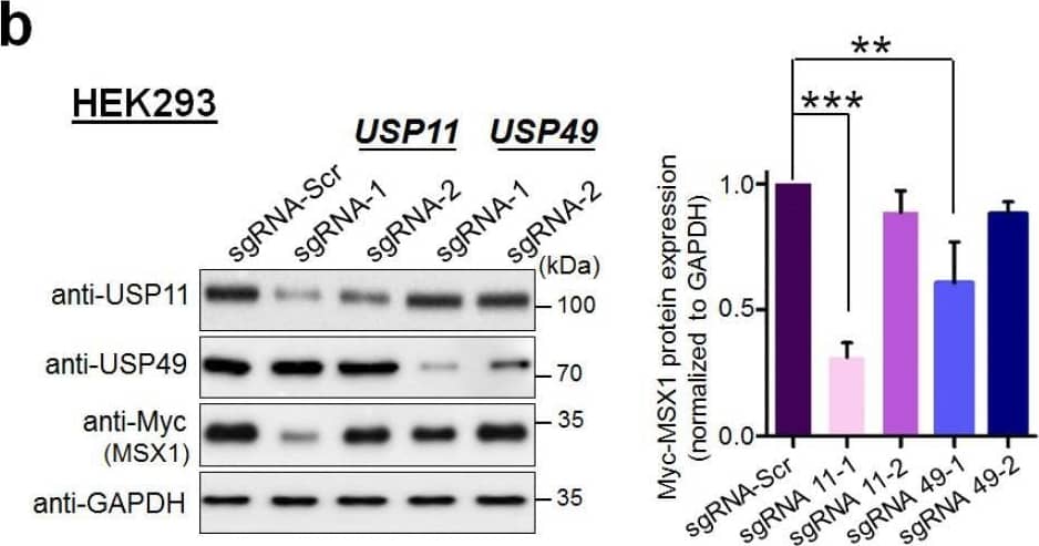 Western Blot MSX1 Antibody (1E2) - Azide and BSA Free