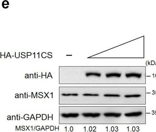 Western Blot MSX1 Antibody (1E2) - Azide and BSA Free