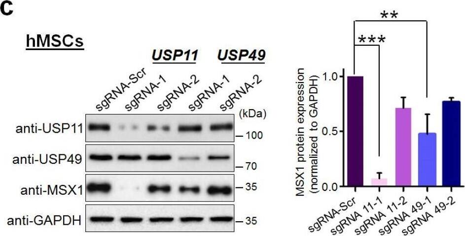 Western Blot MSX1 Antibody (1E2) - Azide and BSA Free
