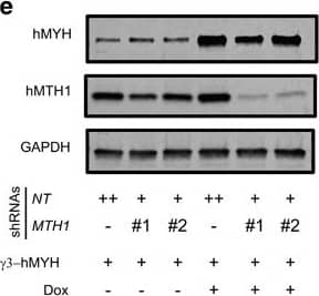 Western Blot: MYH Antibody (4D10) [H00004595-M01] - Cell death & G1 arrest in hMTH1-depleted cells were rescued by hMYH overexpression. DNA content of cells without (a) or with (b)  gamma 3-hMYH overexpression at 96 h of Dox treatment is shown in histograms & their corresponding cell cycle distribution are displayed in stacked bar charts in (c, d). The  gamma 3-hMYH overexpression was validated after 96 h of Dox treatment by western blotting. One representative membrane is displayed in e. The results are presented as mean±s.e.m. from at least two independent experiments in duplicate. P-values were calculated using one-way analysis of variance (ANOVA). *P<0.05, **P<0.01, NS, not significant. Image collected & cropped by CiteAb from the following publication (//pubmed.ncbi.nlm.nih.gov/27918552), licensed under a CC-BY license. Not internally tested by Novus Biologicals.