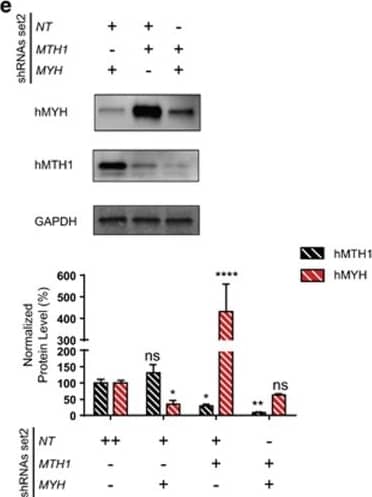 Western Blot: MYH Antibody (4D10) [H00004595-M01] - Simultaneous suppression of MTH1 & MYH was efficiently achieved using a two-vector system. (a) Steps of cell line establishment are illustrated here. Top 15% of cells expressing GFP & RFP670 were sorted to improve the knockdown efficiency. Expression levels of MYH & MTH1 were analyzed after 96 h of treatment with Dox in shRNA set1 (b) & shRNA set2 (c) using qRT–PCR analysis. Data were normalized to NT-shRNA expressing cells & presented as mean±s.e.m. from three independent experiments in triplicate. To investigate the knockdown efficiency at protein level, western blot analysis was performed after 96 h of Dox treatment of cells with shRNA set1 (d) & shRNA set2 (e). Data were double normalized with GAPDH & NT-shRNA control samples & expressed as percentage. The graphs represent mean±s.e.m. from three independent experiments. P-values were calculated using one-way analysis of variance (ANOVA). *P<0.05, **P<0.01, ***P<0.001, ****P⩽0.0001, NS, not significant. Image collected & cropped by CiteAb from the following publication (//pubmed.ncbi.nlm.nih.gov/27918552), licensed under a CC-BY license. Not internally tested by Novus Biologicals.