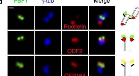 Immunocytochemistry/ Immunofluorescence: ODF2 Antibody (1A1) [H00004957-M01] - The localization & function of DYF-19 are highly conservedEither endogenous (a) or overexpressed (b) FBF1, the mammalian homolog of worm DYF-19, localizes specifically on one centriole with a ring-like pattern in IMCD3 cells. c, FBF1 localizes at the ciliary base, above the basal body. d, In IMCD3 cells, FBF1 localizes above rootlet & subdistal appendage protein ODF2 & completely colocalizes with distal appendage protein CEP164. e, Immuno-EM demonstrates that FBF1 localizes specifically to distal appendages of mother centrioles. f–h, Knock-down of FBF1 leads to severely truncated cilia in most RNAi-treated hTERT-RPE cells. Data are represented as mean of 3 independent experiments (n=200) & error bars indicate s.d. Significant differences were identified by the Student’s t-test. *P<0.001. i & j, The IFT-B component IFT88, but not the IFT-A component IFT140, enters the truncated cilia of FBF1-knockdown hTERT-RPE cells. Arrows indicate the tips of truncated cilia. k, Endogenous IFT54 immunoprecipitates with FBF1 in hTERT-RPE cells. l, HEK293 cells were transiently transfected with FLAG-HA-tagged FBF1, & 48 hours later, cells were subjected to immunoprecipitation using normal mouse IgG (mIgG) or anti-IFT54 antibody. 50 μg protein were loaded into each lane. Bars: c, 1μm; e, 200 nm; others, 20 μm. Image collected & cropped by CiteAb from the following publication (//pubmed.ncbi.nlm.nih.gov/24231678), licensed under a CC-BY license. Not internally tested by Novus Biologicals.