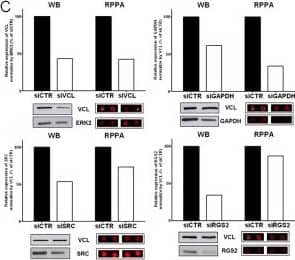 Western Blot: RGS2 Antibody (4C4) [H00005997-M01] - Knockdown efficiencies of target proteins in HEK293 cells measured by Reverse Phase Protein Array (RPPA) & Western blotting (WB). A. Detection by RPPA of VCL & ERK2 in serial dilution of HEK293 cells transfected with siRNA targeting VCL (siVCL) or non-silencing siRNA control (siCTR). B. Linear regression was performed for ERK2 & VCL protein & Pearson correlation between dilution & the signal intensity was calculated for each condition of Figure 3A, with all p-values lower than 0.001. Signal intensities are expressed as mean of the replicates. C. Level of expression by WB & RPPA of targeted proteins in HEK293 cells transfected with siRNA targeting proteins of interest or non-silencing siRNA control (siCTR). Specific bands for WB & spots corresponding to the dilution of the dynamic range in RPPA are presented. Image collected & cropped by CiteAb from the following publication (//rbej.biomedcentral.com/articles/10.1186/1477-7827-11-100), licensed under a CC-BY license. Not internally tested by Novus Biologicals.