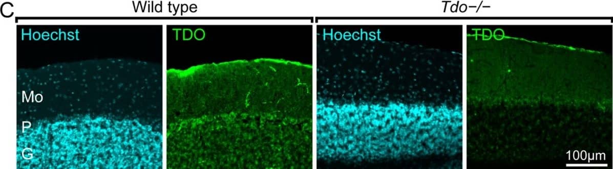 Immunocytochemistry/ Immunofluorescence: TDO2 Antibody [H00006999-B01P] - Immunoreactivity of TDO in the SVZ, the olfactory bulb, & the cerebellum. A & B: TDO was not stained in the SVZ (A) & the olfactory bulb (OB) (B). The immunoreactivities for TDO in wild type & Tdo-/- mice were background level. C: In the cerebellum, the immunoreactivity for TDO was observed in granule cells & Purkinje cells of wild type mice, but these positive structures disappeared in Tdo-/- mice. The cytoarchitectural organization of Tdo-/- mice was the same as that of wild type mice. E, external plexiform layer; G, granule cell layer; Gm, glomerular layer; I, internal plexiform layer; LV, lateral ventricle; Mi, mitral cell layer; Mo, molecular layer; P, Purkinje cell layer; St, striatum; Su, subependymal zone. Image collected & cropped by CiteAb from the following publication (//pubmed.ncbi.nlm.nih.gov/20815922), licensed under a CC-BY license. Not internally tested by Novus Biologicals.