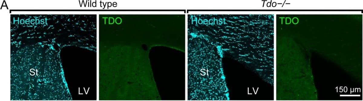 Immunocytochemistry/ Immunofluorescence: TDO2 Antibody [H00006999-B01P] - Immunoreactivity of TDO in the SVZ, the olfactory bulb, & the cerebellum. A & B: TDO was not stained in the SVZ (A) & the olfactory bulb (OB) (B). The immunoreactivities for TDO in wild type & Tdo-/- mice were background level. C: In the cerebellum, the immunoreactivity for TDO was observed in granule cells & Purkinje cells of wild type mice, but these positive structures disappeared in Tdo-/- mice. The cytoarchitectural organization of Tdo-/- mice was the same as that of wild type mice. E, external plexiform layer; G, granule cell layer; Gm, glomerular layer; I, internal plexiform layer; LV, lateral ventricle; Mi, mitral cell layer; Mo, molecular layer; P, Purkinje cell layer; St, striatum; Su, subependymal zone. Image collected & cropped by CiteAb from the following publication (//pubmed.ncbi.nlm.nih.gov/20815922), licensed under a CC-BY license. Not internally tested by Novus Biologicals.