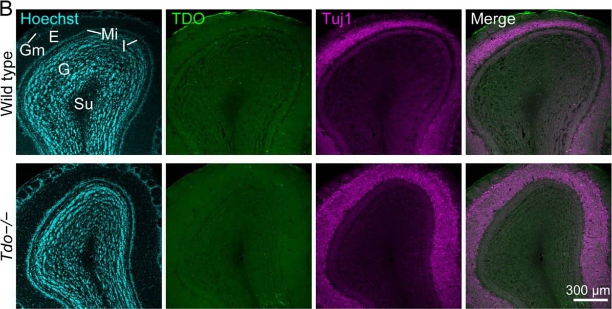 Immunocytochemistry/ Immunofluorescence: TDO2 Antibody [H00006999-B01P] - Immunoreactivity of TDO in the SVZ, the olfactory bulb, & the cerebellum. A & B: TDO was not stained in the SVZ (A) & the olfactory bulb (OB) (B). The immunoreactivities for TDO in wild type & Tdo-/- mice were background level. C: In the cerebellum, the immunoreactivity for TDO was observed in granule cells & Purkinje cells of wild type mice, but these positive structures disappeared in Tdo-/- mice. The cytoarchitectural organization of Tdo-/- mice was the same as that of wild type mice. E, external plexiform layer; G, granule cell layer; Gm, glomerular layer; I, internal plexiform layer; LV, lateral ventricle; Mi, mitral cell layer; Mo, molecular layer; P, Purkinje cell layer; St, striatum; Su, subependymal zone. Image collected & cropped by CiteAb from the following publication (//pubmed.ncbi.nlm.nih.gov/20815922), licensed under a CC-BY license. Not internally tested by Novus Biologicals.