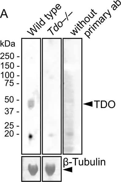 Western Blot: TDO2 Antibody [H00006999-B01P] - Specificity of antibodies for tryptophan 2,3-dioxygenase (TDO) by Western blot (A) & immunofluorescent staining (B). A: The total protein (20 μg) of the dentate gyrus, extracted from the wild-type (lanes 1 & 3) & Tdo-/- mice (lane 2), was subjected to 4% to 12% gradient sodium dodecyl sulfate polyacrylamide gel electrophoresis, & transferred to polyvinylidene difluoride membranes. TDO was detected as described in the Methods section. Note that a 45-kDa band was detected with the anti-TDO antibody. The positions of molecular weight markers are shown on the left. Lane 3: negative control without the primary antibody.  beta -Tubulin is a positive control for the Western blot. B: The hippocampal sections of wild-type & Tdo-/- mice were stained with anti-TDO antibody. In sections of Tdo-/- mice, immunofluorescence signals were not detected in granule cells, interneurons (arrowhead), CA1, or CA3 cells, suggesting that the secondary antibody used in this study bound specifically to the primary antibody (mouse IgG). g, granule cell layer; h, hilus. Image collected & cropped by CiteAb from the following publication (//pubmed.ncbi.nlm.nih.gov/20815922), licensed under a CC-BY license. Not internally tested by Novus Biologicals.