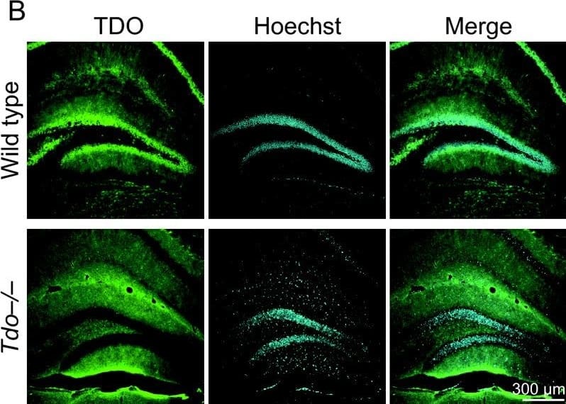 Immunohistochemistry: TDO2 Antibody [H00006999-B01P] - Specificity of antibodies for tryptophan 2,3-dioxygenase (TDO) by Western blot (A) & immunofluorescent staining (B). A: The total protein (20 μg) of the dentate gyrus, extracted from the wild-type (lanes 1 & 3) & Tdo-/- mice (lane 2), was subjected to 4% to 12% gradient sodium dodecyl sulfate polyacrylamide gel electrophoresis, & transferred to polyvinylidene difluoride membranes. TDO was detected as described in the Methods section. Note that a 45-kDa band was detected with the anti-TDO antibody. The positions of molecular weight markers are shown on the left. Lane 3: negative control without the primary antibody.  beta -Tubulin is a positive control for the Western blot. B: The hippocampal sections of wild-type & Tdo-/- mice were stained with anti-TDO antibody. In sections of Tdo-/- mice, immunofluorescence signals were not detected in granule cells, interneurons (arrowhead), CA1, or CA3 cells, suggesting that the secondary antibody used in this study bound specifically to the primary antibody (mouse IgG). g, granule cell layer; h, hilus. Image collected & cropped by CiteAb from the following publication (//pubmed.ncbi.nlm.nih.gov/20815922), licensed under a CC-BY license. Not internally tested by Novus Biologicals.