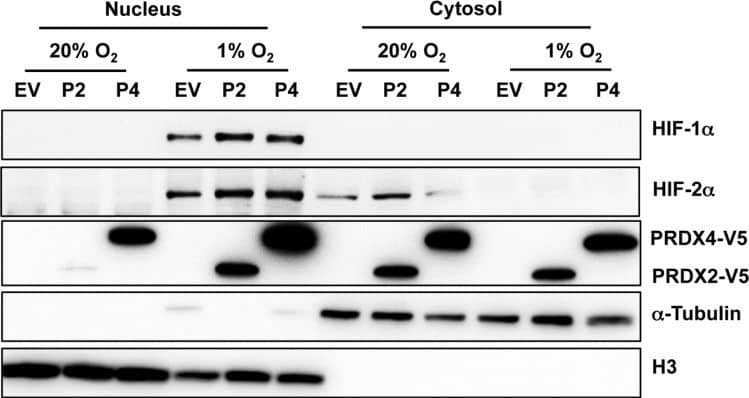 Western Blot: Peroxiredoxin 2 Antibody (4E10-2D2) [H00007001-M01] - Hypoxia induces the nuclear translocation of PRDX2 & PRDX4HeLa cells were transfected with vector encoding PRDX2-V5 (P2) or PRDX4-V5 (P4), or empty vector (EV), & exposed to 20% or 1% O2 for 48 h. Nuclear & cytosolic fractions were isolated & subject to immunoblot assays with antibodies against HIF-1 alpha , HIF-2 alpha , V5,  alpha -tubulin, & histone H3. Image collected & cropped by CiteAb from the following publication (//www.oncotarget.com/lookup/doi/10.18632/oncotarget.7142), licensed under a CC-BY license. Not internally tested by Novus Biologicals.