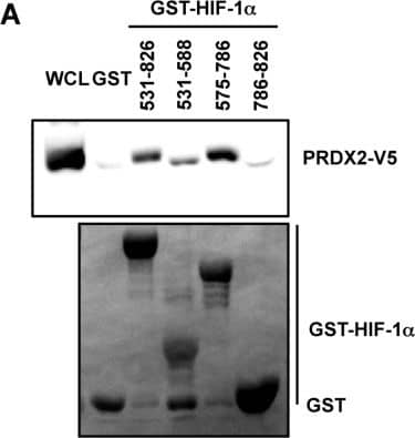 Western Blot: Peroxiredoxin 2 Antibody (4E10-2D2) [H00007001-M01] - Mapping the PRDX2 & PRDX4 binding domains of HIF-1 alpha A. & B. HeLa cells were transfected with PRDX2-V5 (A) or PRDX4-V5 (B) vector & WCL was incubated with purified GST or GST-HIF-1 alpha  fusion protein in the presence of glutathione-Sepharose beads, followed by immunoblot assays with anti-V5 antibody (upper panels) or Ponceau S staining (lower panels). Image collected & cropped by CiteAb from the following publication (//www.oncotarget.com/lookup/doi/10.18632/oncotarget.7142), licensed under a CC-BY license. Not internally tested by Novus Biologicals.