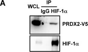 Western Blot: Peroxiredoxin 2 Antibody (4E10-2D2) [H00007001-M01] - PRDX proteins bind to HIF-1 alpha  & HIF-2 alpha A. HeLa cells were transfected with an expression vector encoding V5-epitope-tagged PRDX2 (PRDX2-V5) & exposed to 1% O2 for 24 h. Whole cell lysate (WCL) was subject to immunoprecipitation (IP) using anti-HIF-1 alpha  antibody or control IgG, followed by immunoblot assays with antibody against V5 epitope or HIF-1 alpha . B. HeLa cells were transfected with PRDX2-V5 vector & exposed to 1% O2 for 24 h. The WCL was subject to IP using anti-V5 antibody or control IgG, followed by immunoblot assays with antibody against V5 or HIF-1 alpha . Light IgG: immunoglobulin light chain from the secondary antibody. C. HeLa cells were transfected with vector encoding a V5-tagged PRDX family member & exposed to 1% O2 for 24 h. WCL was subject to IP using anti-HIF-1 alpha  antibody, followed by immunoblot assays with antibody against V5 or HIF-1 alpha . D. HeLa cells were transfected with empty vector (EV) or vector encoding a V5-tagged PRDX family member & exposed to 1% O2 for 24 h. WCL was subject to IP using anti-HIF-2 alpha  antibody, followed by immunoblot assays with antibody against V5 or HIF-2 alpha . Image collected & cropped by CiteAb from the following publication (//www.oncotarget.com/lookup/doi/10.18632/oncotarget.7142), licensed under a CC-BY license. Not internally tested by Novus Biologicals.