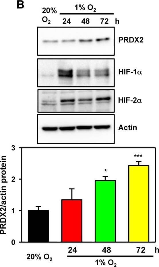 Western Blot: Peroxiredoxin 2 Antibody (4E10-2D2) [H00007001-M01] - PRDX2 expression is regulated by HIF-1 & HIF-2A. HeLa cells were exposed to 20% or 1% O2 for 24 h. RT-qPCR assays were performed using primers specific for the indicated mRNAs. Data are shown as mean ± SEM, n = 3. ***p < 0.001 versus 20% O2. B. HeLa cells were exposed to 20% or 1% O2 for the indicated time. WCLs were subject to immunoblot assays with antibodies against PRDX2, HIF-1 alpha , HIF-2 alpha , & actin. The PRDX2 & actin bands were quantified by densitometry & normalized to 0 h (20% O2). Normalized data are shown as mean ± SEM, n = 3. *p < 0.05, ***p < 0.001 versus 20% O2. C. HeLa-shSC (SC), HeLa-shHIF-1 alpha (1 alpha ), HeLa-shHIF-2 alpha (2 alpha ), & HeLa-sh1 alpha +2 alpha  (DKD) cells were exposed to 20% or 1% O2 for 72 h. WCLs were subject to immunoblot assays with antibodies against PRDX2, HIF-1 alpha , HIF-2 alpha , & actin. Image collected & cropped by CiteAb from the following publication (//www.oncotarget.com/lookup/doi/10.18632/oncotarget.7142), licensed under a CC-BY license. Not internally tested by Novus Biologicals.