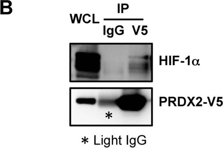 Western Blot: Peroxiredoxin 2 Antibody (4E10-2D2) [H00007001-M01] - PRDX proteins bind to HIF-1 alpha  & HIF-2 alpha A. HeLa cells were transfected with an expression vector encoding V5-epitope-tagged PRDX2 (PRDX2-V5) & exposed to 1% O2 for 24 h. Whole cell lysate (WCL) was subject to immunoprecipitation (IP) using anti-HIF-1 alpha  antibody or control IgG, followed by immunoblot assays with antibody against V5 epitope or HIF-1 alpha . B. HeLa cells were transfected with PRDX2-V5 vector & exposed to 1% O2 for 24 h. The WCL was subject to IP using anti-V5 antibody or control IgG, followed by immunoblot assays with antibody against V5 or HIF-1 alpha . Light IgG: immunoglobulin light chain from the secondary antibody. C. HeLa cells were transfected with vector encoding a V5-tagged PRDX family member & exposed to 1% O2 for 24 h. WCL was subject to IP using anti-HIF-1 alpha  antibody, followed by immunoblot assays with antibody against V5 or HIF-1 alpha . D. HeLa cells were transfected with empty vector (EV) or vector encoding a V5-tagged PRDX family member & exposed to 1% O2 for 24 h. WCL was subject to IP using anti-HIF-2 alpha  antibody, followed by immunoblot assays with antibody against V5 or HIF-2 alpha . Image collected & cropped by CiteAb from the following publication (//www.oncotarget.com/lookup/doi/10.18632/oncotarget.7142), licensed under a CC-BY license. Not internally tested by Novus Biologicals.