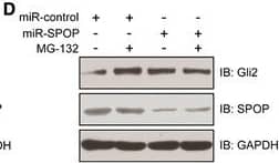 Western Blot SPOP Antibody - Azide and BSA Free