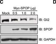 Western Blot SPOP Antibody - Azide and BSA Free