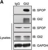 Western Blot SPOP Antibody - Azide and BSA Free