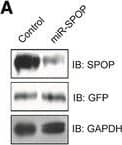 Western Blot SPOP Antibody - Azide and BSA Free