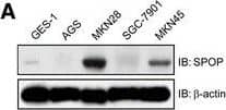 Western Blot SPOP Antibody - Azide and BSA Free