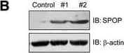 Western Blot: SPOP Antibody [H00008405-B01P] - SPOP inhibits gastric cancer cell proliferation & migration. (A) The expression of SPOP protein in human GC cell lines - MKN45, MKN28, AGS, SGC7901, & human gastric mucosal cell line GES-1 by Western blotting. (B) Detection of SPOP expression in transfected AGS cells. Expression of SPOP was detected in cell lysates of SPOP-V5 transfected AGS cells by Western blotting. Control, AGS cells with empty vector plasmid; #1 & #2 represent different groups of stable AGS cell lines transfected with SPOP. (C) Decreased viability of gastric cancer cells transfected with SPOP. The viability of AGS cells was assessed by using an MTT assay. Data represent the average of three experiments (mean ± SD). **P  50 cells. G, histograms show the rate of colony formation. Data represent the average of three experiments (mean ± SD). **P  50 cells. (G) Histograms show the colony formation rate. Data represent the average of three experiments (mean ± SD). **P  50 cells. G, histograms show the rate of colony formation. Data represent the average of three experiments (mean ± SD). **P < 0.01, compared to DMSO treated cells. Image collected & cropped by CiteAb from the following publication (//pubmed.ncbi.nlm.nih.gov/25204354), licensed under a CC-BY license. Not internally tested by Novus Biologicals.