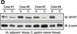 Western Blot SPOP Antibody - Azide and BSA Free