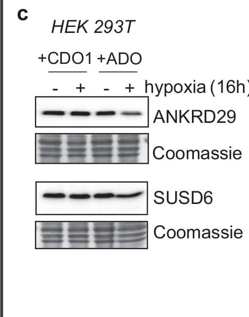 Western Blot SUSD6 Antibody - Azide and BSA Free