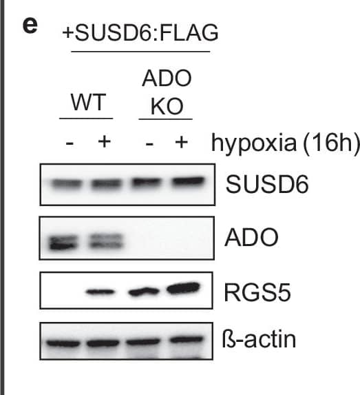 Western Blot SUSD6 Antibody - Azide and BSA Free