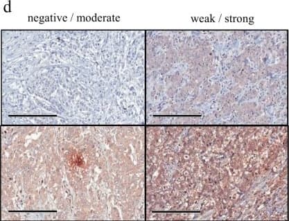 Immunohistochemistry FARP1 Antibody (2D4)