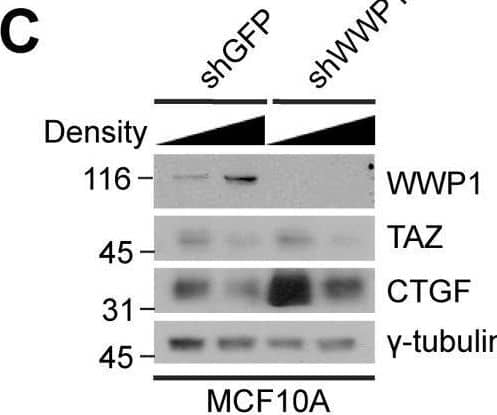 Western Blot WWP1 Antibody (1A7) - Azide and BSA Free