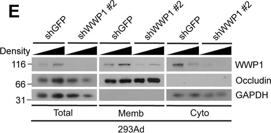 Western Blot WWP1 Antibody (1A7) - Azide and BSA Free