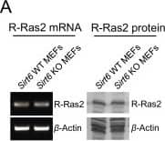 Western Blot TC21/R-Ras2 Antibody (2D3-4B8)