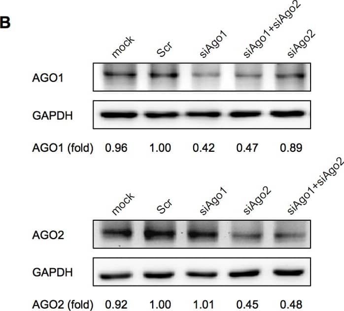 Western Blot: Ago2/eIF2C2 Antibody (2E12-1C9) [H00027161-M01] - AGO2 contributed predominately to silencing activity in both regions.(A) The relative AGO mRNA levels were measured by quantitative RT-PCR 24 hours post siAgo transfection. Results were average values of assays in triplicates, & all experiments were repeated three times. (B) The relative AGO protein levels were detected by western blot 56 hours post siAgo transfection, at the time point when AGO ablated cells were harvested to evaluate luciferase activities. GAPDH was included as loading control. The intensity of protein bands was quantified by ImageJ software (NIH, USA). All experiments were performed at least twice. (C) The normalized silencing efficacies of siR-04 on perfectly matched target in CDS versus 3′-UTR after AGOs ablation. Silencing of AGO expression was carried out by gene-specific siRNA assessed in the previous study [9], & subsequently, influence of the gene silencing on perfectly-match tolerance was evaluated by reporter system. All data were normalized to mock. (D) The normalized silencing efficacies of siR-04 on single-nucleotide mismatched target sites in CDS versus 3′-UTR at the indicated positions (4C, 10U, 12G, 17A) after AGOs ablation. The target site location & siRNA:mRNA match pattern were given under the x-axis. Error bars represented SD. Data were average values of assays in triplicates, & all experiments were repeated at least twice. Image collected & cropped by CiteAb from the following publication (//pubmed.ncbi.nlm.nih.gov/23145149), licensed under a CC-BY license. Not internally tested by Novus Biologicals.