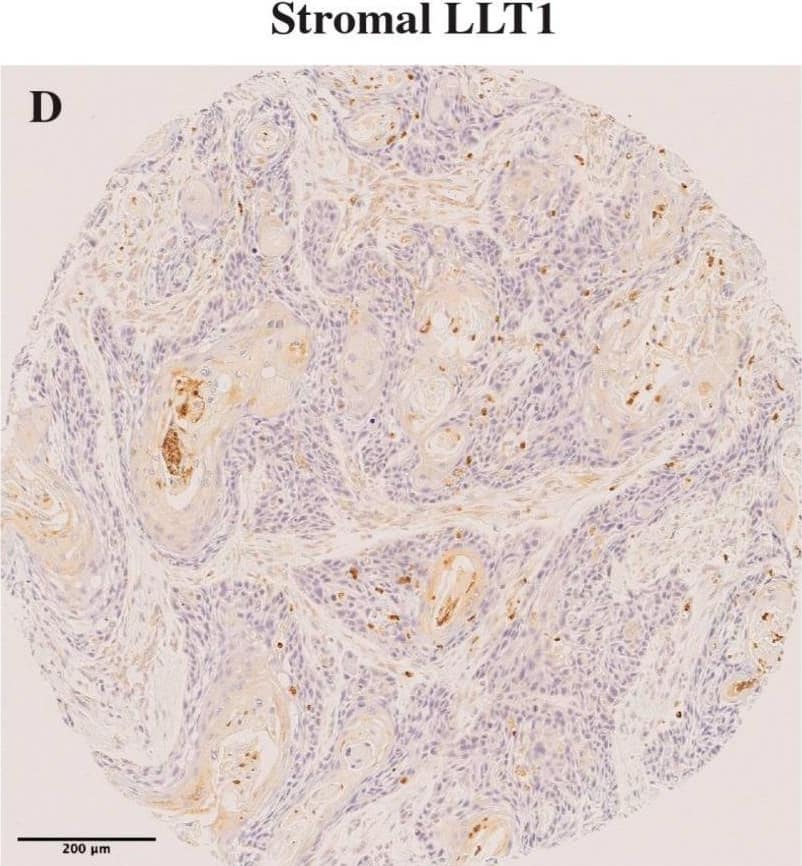 Immunohistochemistry OCIL/CLEC2d Antibody (4C7) - Azide and BSA Free