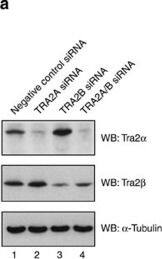 Tra2 beta  regulates Tra2 alpha  protein expression.(a) Western blot analysis showing depletion of TRA2B induces reciprocal upregulation of Tra2 alpha  protein expression, whereas depletion of TRA2A had minimal effect on Tra2 beta  protein expression. (b) Quantitation of cross-regulation between Tra2 alpha  and Tra2 beta  at the protein level (Tra2 alpha  and Tra2 beta  protein expression were quantified relative to  alpha –Tubulin from three western blots using independent biological replicates). (c) Quantitation of cross-regulation between Tra2 alpha  and Tra2 beta  at the RNA level from quantitative PCR analysis of three independent biological replicates in MDA-MB-231 cells. (d) Splicing inclusion of the TRA2A poison exon is strongly reduced by depletion of endogenous Tra2 beta  protein, whereas splicing inclusion of the TRA2B poison exon is less affected by depletion of Tra2 alpha  protein. Splicing patterns were monitored by RT–PCR between flanking exons (arrowed) followed by capillary electrophoresis. (e) Screenshot from the UCSC genome browser35 showing the TRA2B and TRA2A genes, and the positions of aligned RNA-seq reads (green peaks) and Tra2 beta  binding (orange clusters of significant cross-linking by Tra2 beta  protein identified by biological triplicate iCLIP experiments) in MDA-MB-231 cells. Probability (P) values were calculated using an independent two-sample t-test between negative control siRNA-treated cells and the gene-specific siRNA-treated cells (statistical significance shown as: *P<0.05, **P<0.01, ***P<0.0001). All data represented by bar charts was generated from three biological replicates and error bars represent the s.e.m. Image collected and cropped by CiteAb from the following open publication (//pubmed.ncbi.nlm.nih.gov/25208576), licensed under a CC-BY license. Not internally tested by Novus Biologicals.