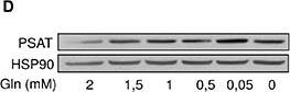 Gln deprivation promotes the serine pathway. Representative immunoblots for (C) PHGDH and (D) PSAT in HL-60 leukemia cells incubated for 48 hours in medium containing the indicated decreasing concentrations of Gln. Image collected and cropped by CiteAb from the following publication (//pubmed.ncbi.nlm.nih.gov/26625201), licensed under a CC-BY licence.